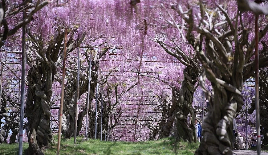 延綿的粉色紫藤花隧道