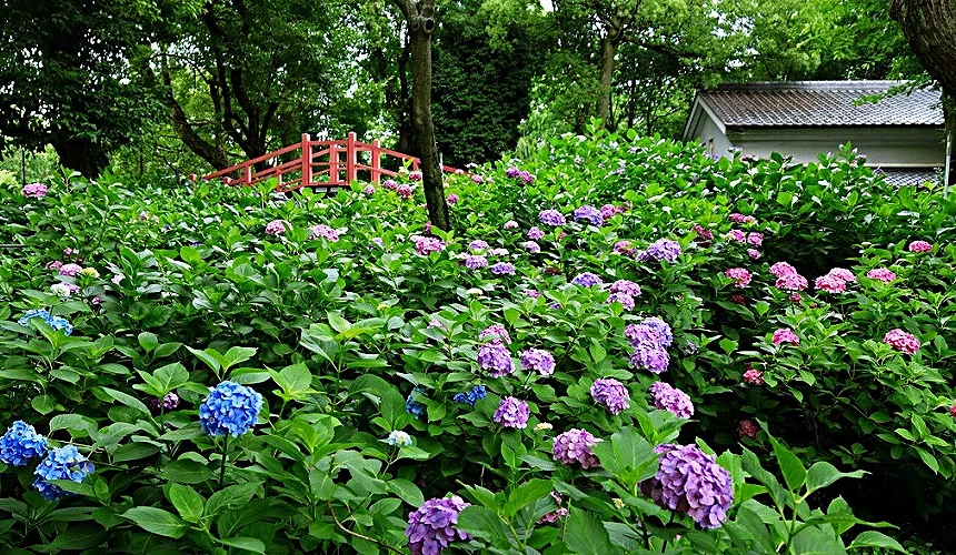 神社境內的繡球花盛開