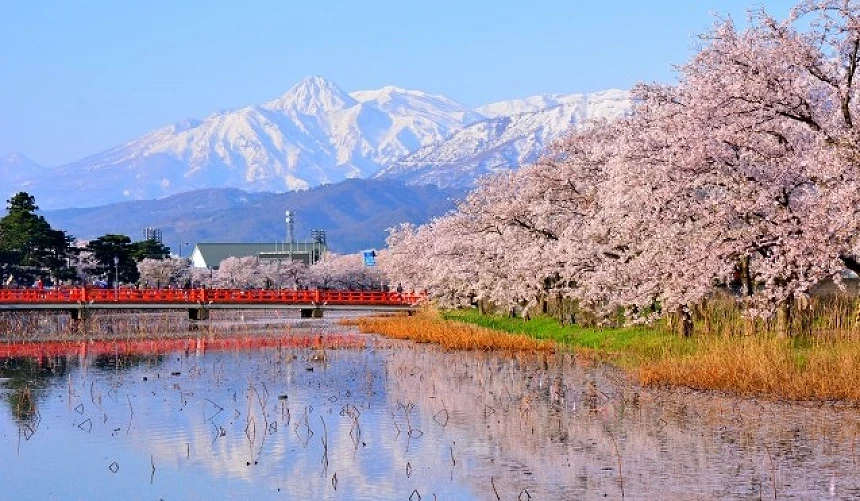 高田公園的櫻花與護城河