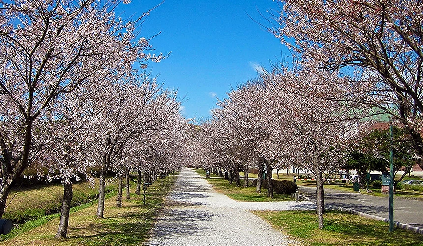 鏡野公園的櫻花並木