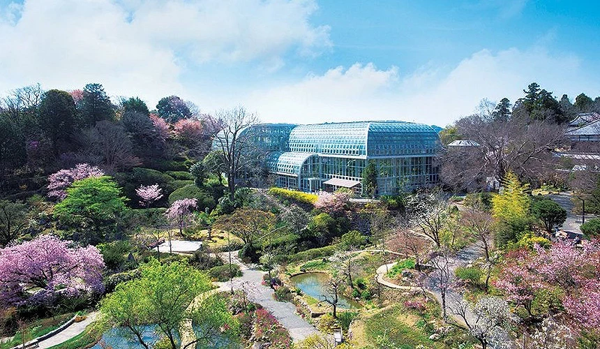 高知縣立牧野植物園的春季櫻花景色