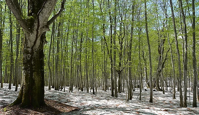 櫸木樹林