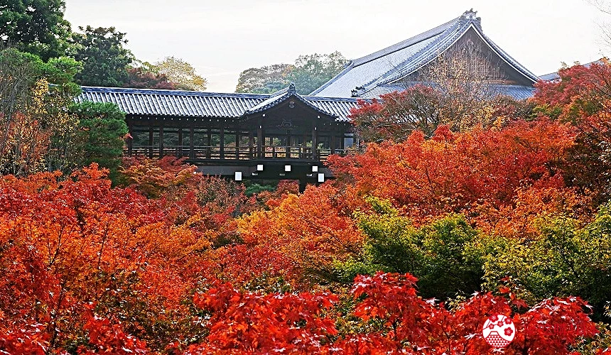 日本禪寺的楓紅景色
