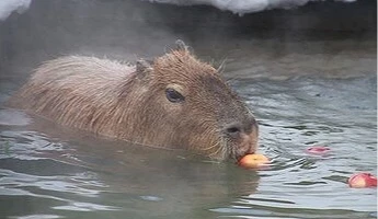 水豚在水中