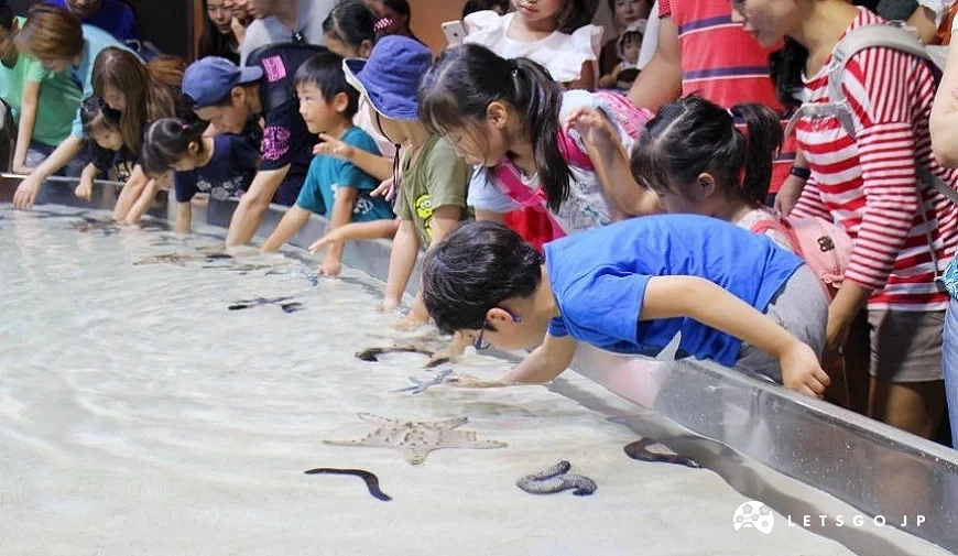 一群小孩們正在觸摸海底生物