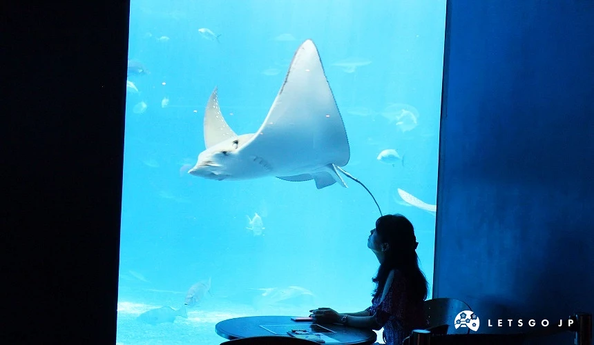 沖繩必去景點推薦「美麗海水族館」裡的黑潮之海區域的魟魚