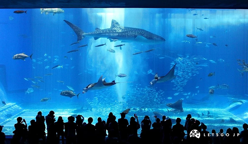 水族館大水缸裡悠遊的魚群以及鯨鯊