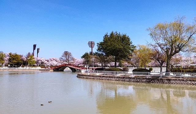 春季時開成山公園都是粉色櫻花