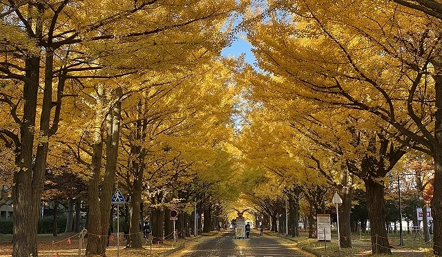北海道大學銀杏並木道,金黃樹葉鋪滿街道,秋季景色壯觀浪漫