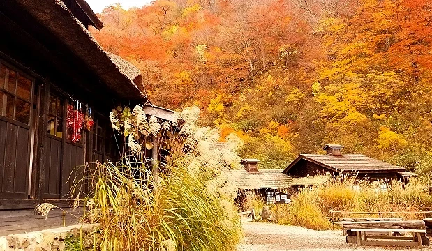 秋田縣乳頭溫泉鄉,茅草屋與木造旅館映襯滿山紅葉,充滿鄉村風情與秋日氛圍