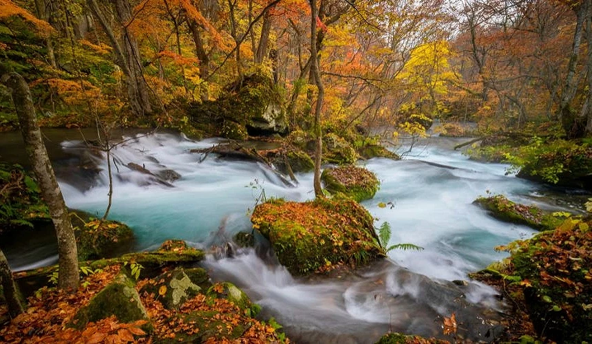 青森奧入瀨溪流楓紅美景,潺潺溪水穿過染紅的森林