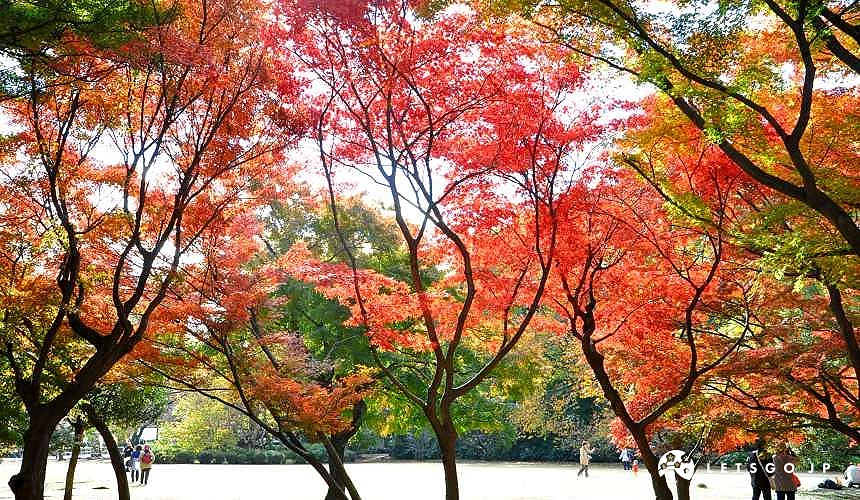 東京新宿御苑楓葉火紅,陽光穿透樹影,遊客在園內欣賞秋日美景
