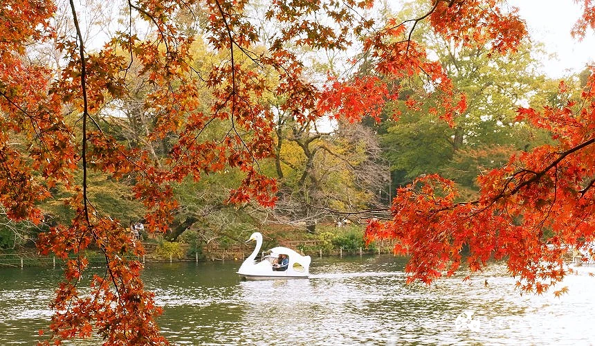 東京井之頭恩賜公園紅葉映襯湖景,遊客乘天鵝船悠遊湖面