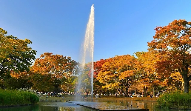 東京代代木公園中央噴水池水柱高高噴起,四周楓葉與銀杏染色,秋景繽紛迷人