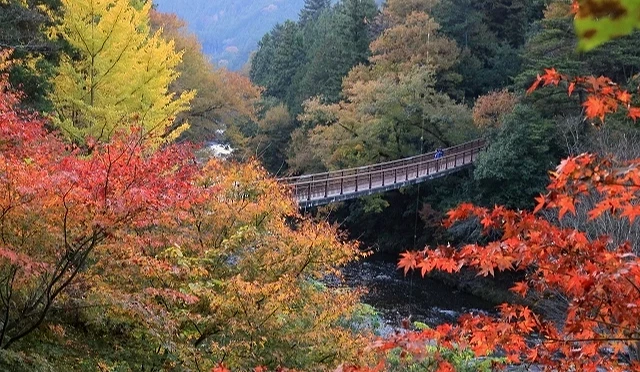 秋川溪谷紅葉滿山與金黃銀杏交織,吊橋橫跨溪谷