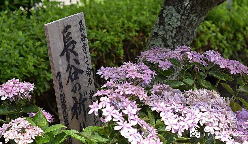 長谷寺內的粉色花叢,並插著祈願木板