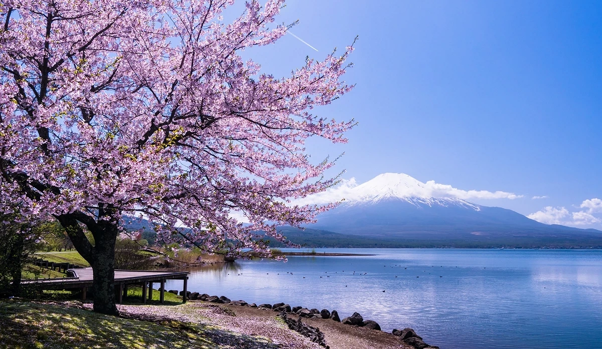 山中湖沿岸盛放著粉嫩櫻花