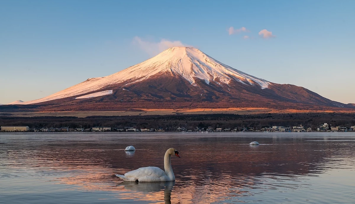 山頂積雪的富士山與天鵝