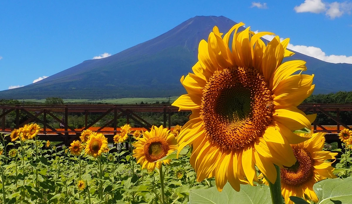 以富士山為背景的向日葵