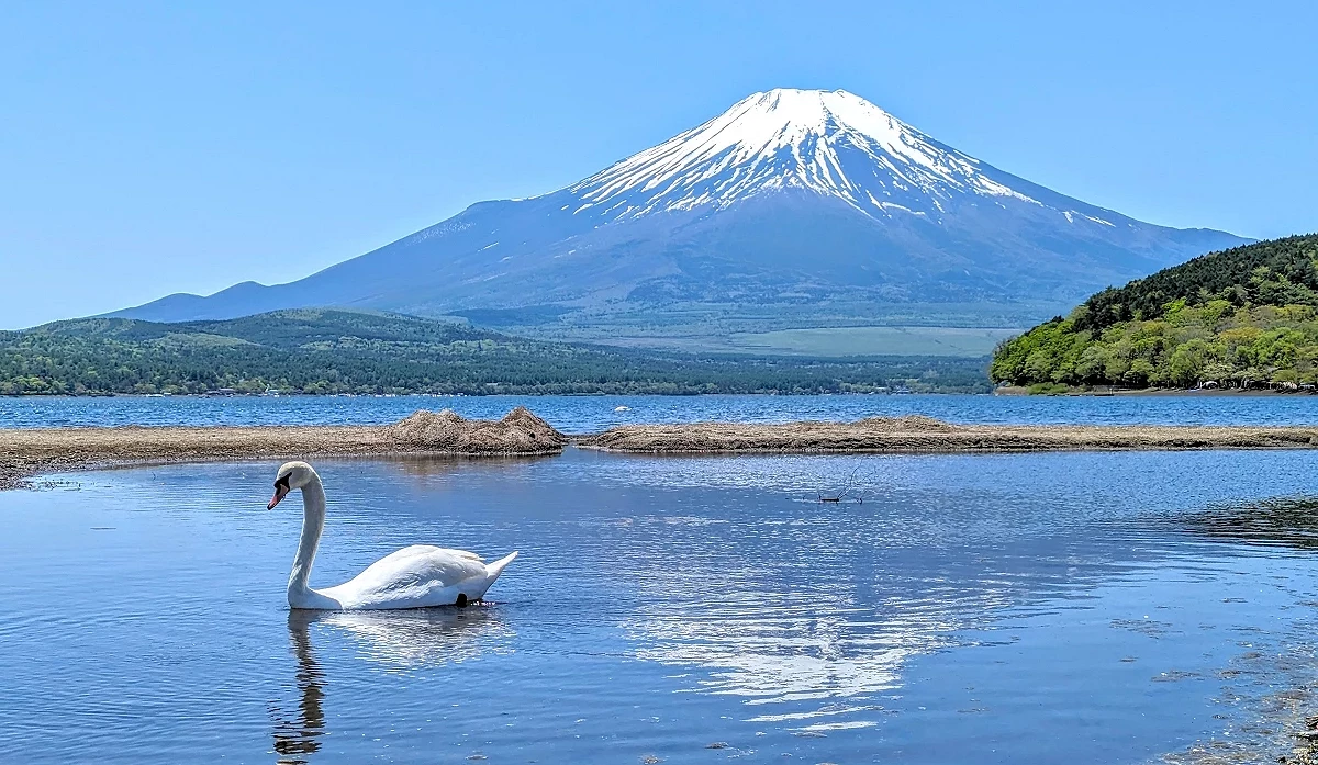 以富士山為背景在湖上悠遊的天鵝