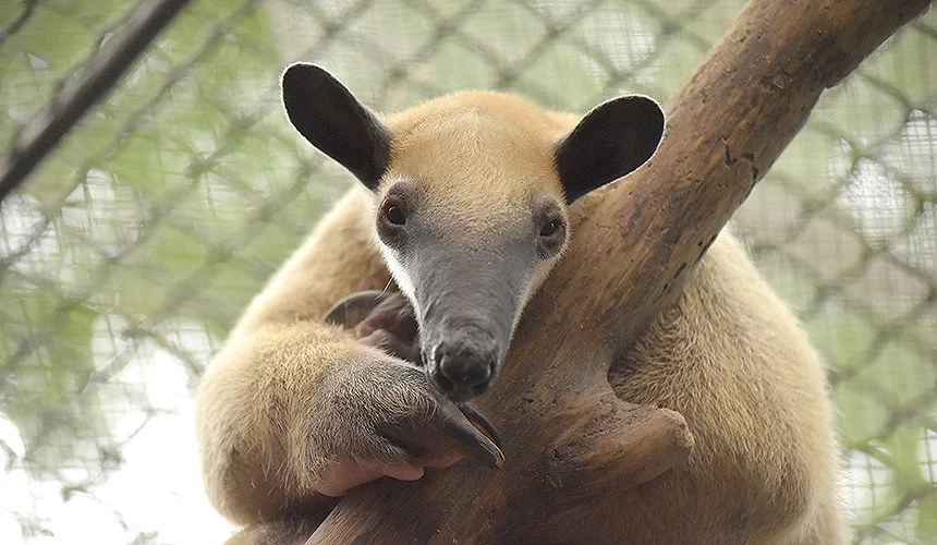 呆萌的「小食蟻獸」