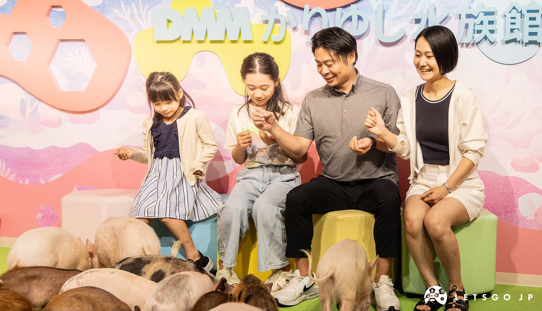 父親在幫母親與小孩拍照小孩與母親懷裡各抱一隻迷你豬