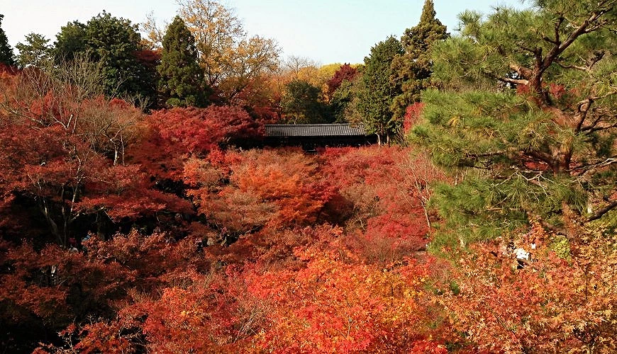 由通天橋俯瞰東福寺與紅葉