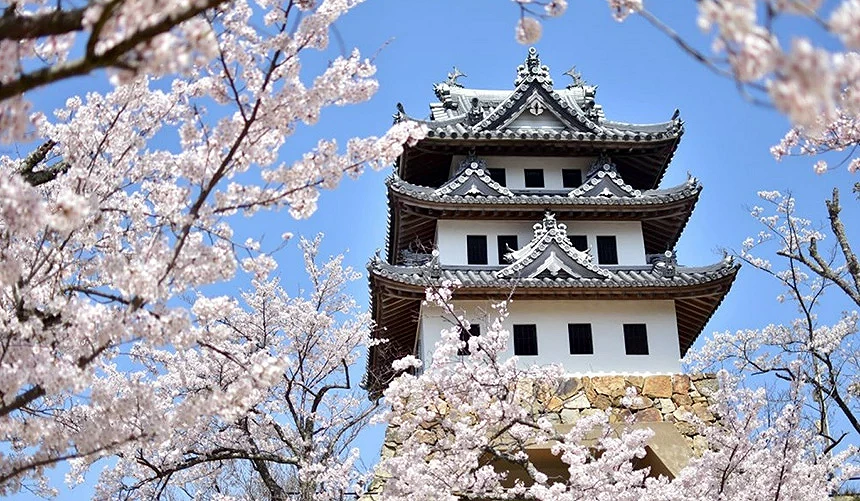 淡路島「洲本城」櫻花