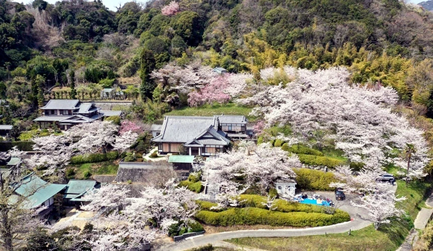 春天櫻花盛開的「圓城寺」。