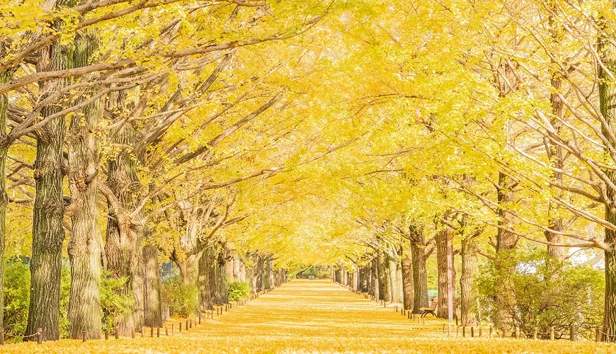 金黃色的銀杏鋪滿人行道,左右兩側有金黃色的銀杏樹