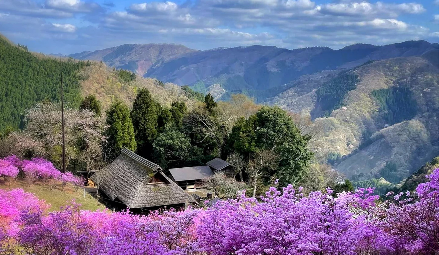 紫色花朵下面是茅草屋,茅草屋後面有樹林跟山脈