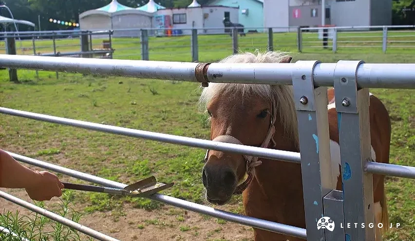 餵馬吃飼料