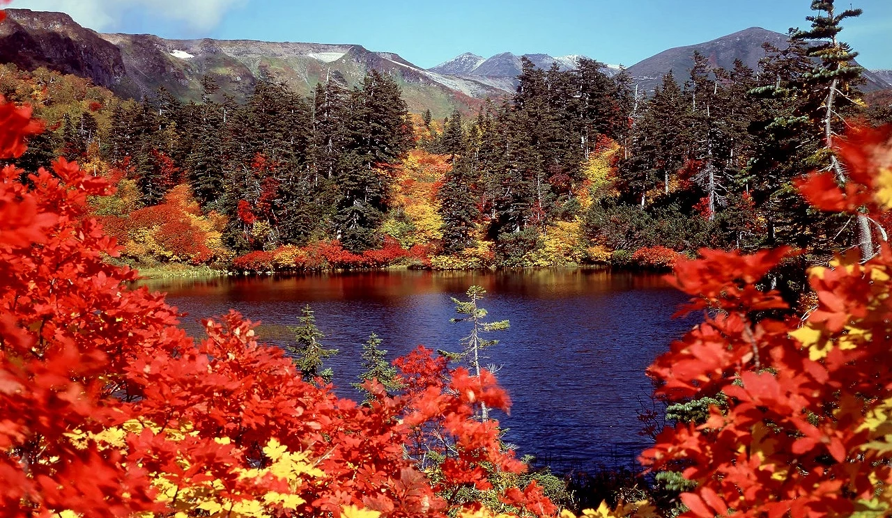 滿山遍野的紅葉相映,構成一幅美麗的畫