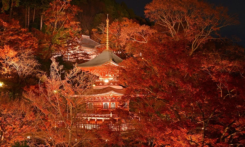 夜間點燈的楓葉搭配「勝尾寺」相當壯麗
