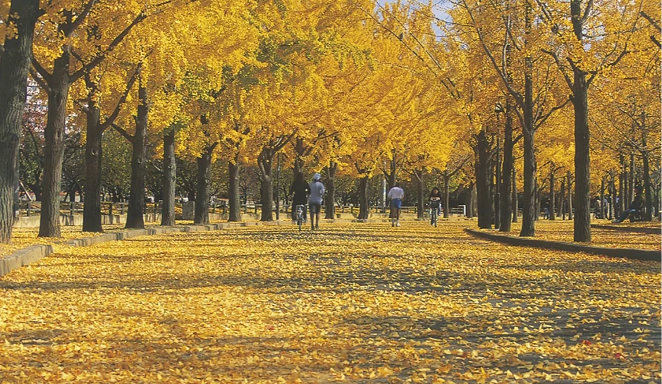 除了紅葉也能欣賞到整排的銀杏美景