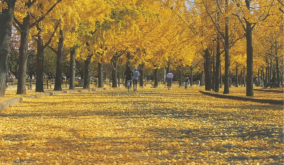 除了紅葉也能欣賞到整排的銀杏美景