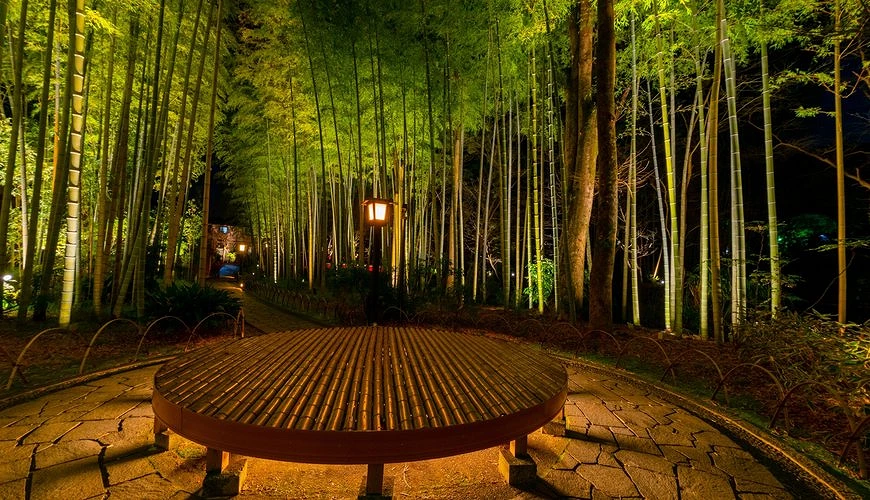 修善寺竹林小徑夜間點燈景色,中央設有竹製圓形長椅與石板小徑,兩側高聳竹林被燈光照亮,營造寧靜夢幻氛圍