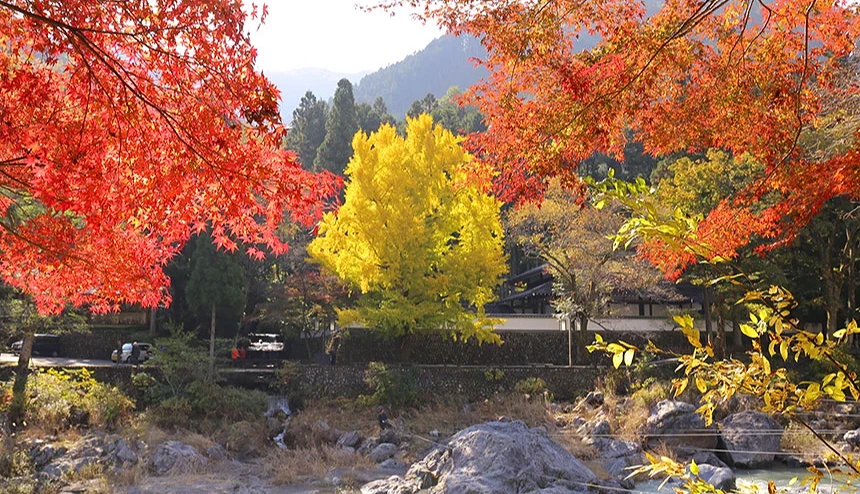 左右兩側有紅色的楓葉樹,中間有一株金黃色銀杏樹。