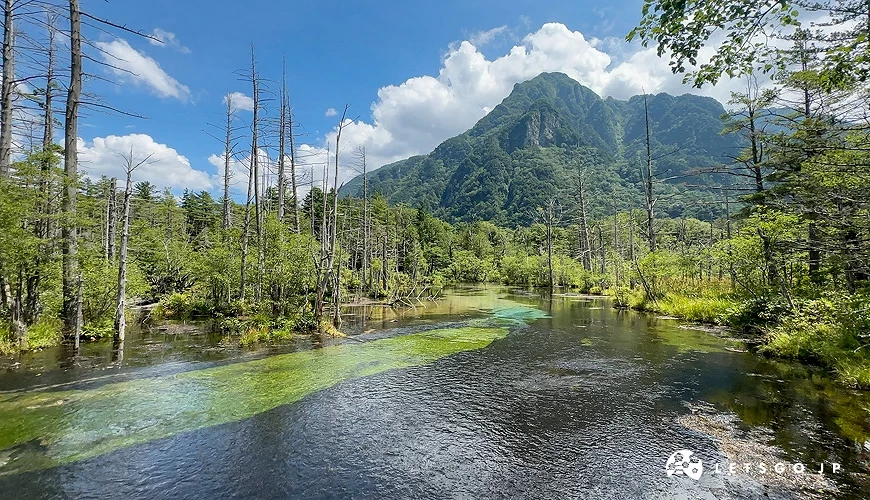 上高地岳澤濕原,清澈溪流與枯木倒影,背景是綠意盎然的群山與藍天白雲