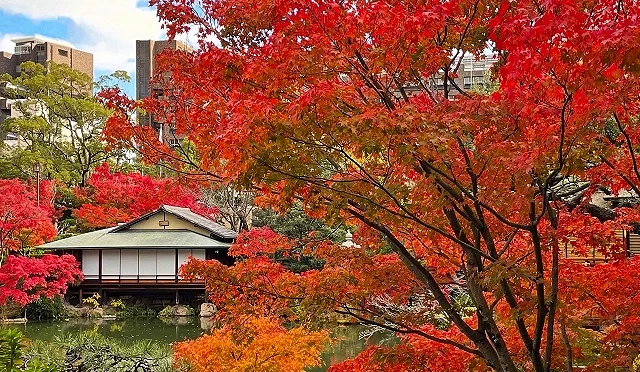 前景跟背景都是漫紅的楓葉,中間有池塘跟一層日式建築