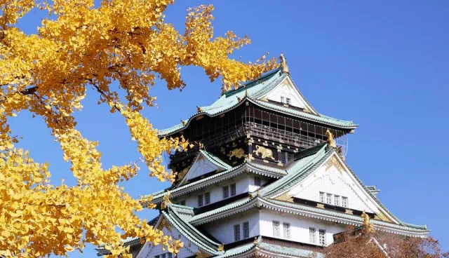 2026京都銀杏、大阪銀杏景點19選：西本願寺、御堂筋大道等關西銀杏時間 的縮圖