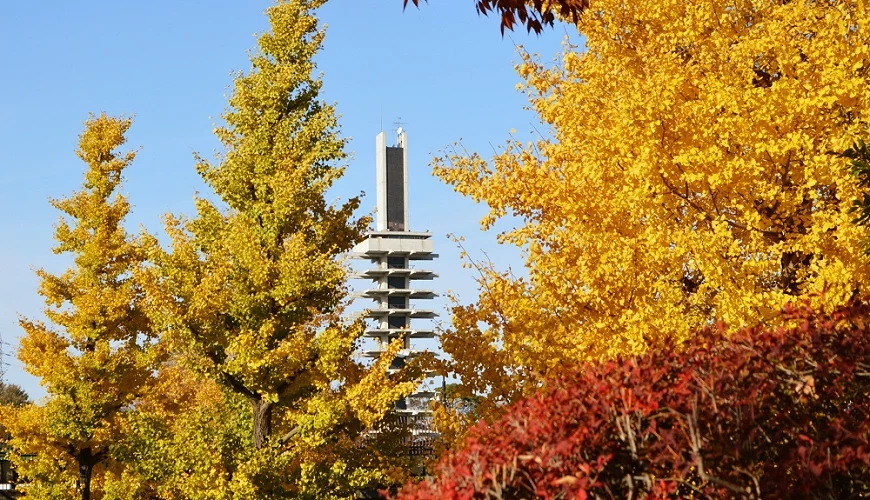 公園裡黃紅葉樹木並列