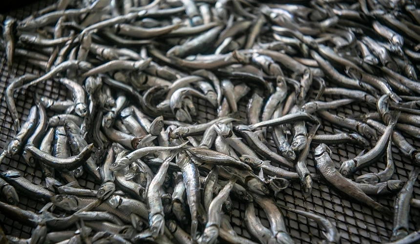 伊吹小魚乾