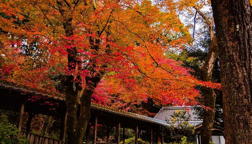 永勝寺的楓葉