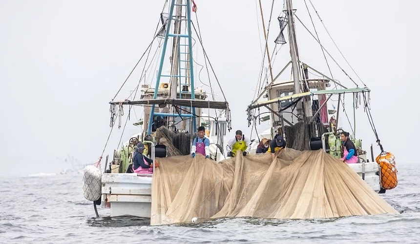 伊吹島漁夫使用拖網漁法捕獲新鮮漁獲