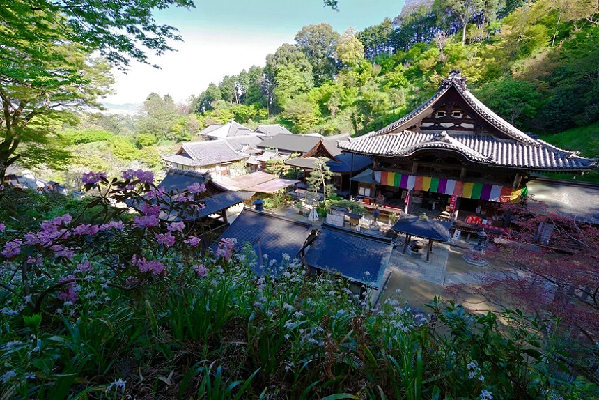 俯瞰岡寺建築群,主殿懸掛彩色幔幕,四周綠意環繞並點綴花卉