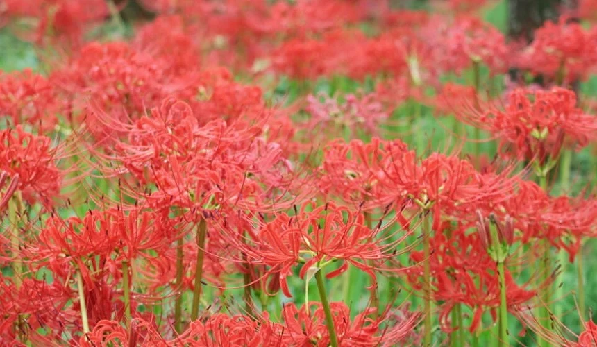 國營昭和記念公園的彼岸花季