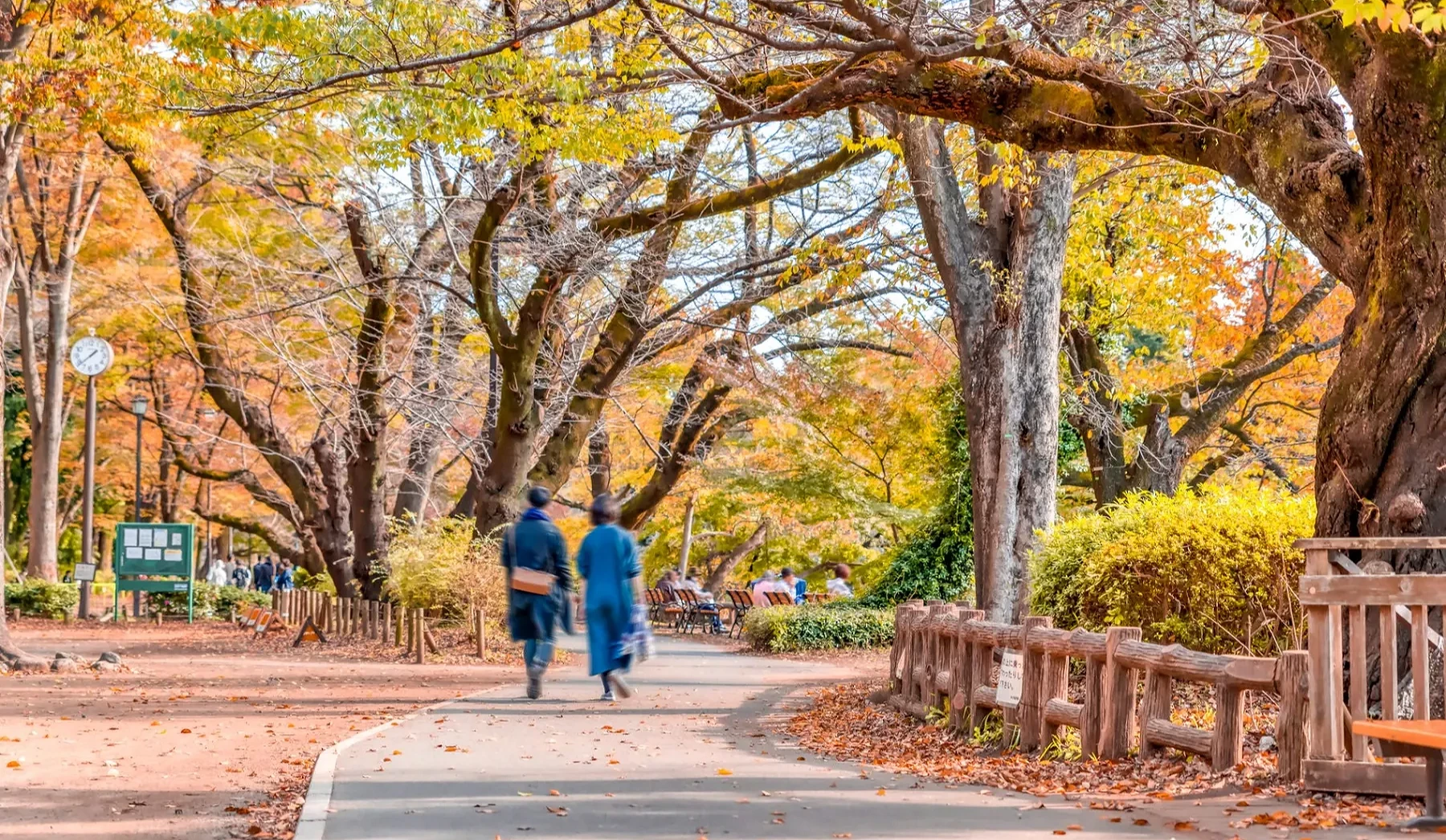 黃綠色的樹木下面有一個步道,步道上有兩人