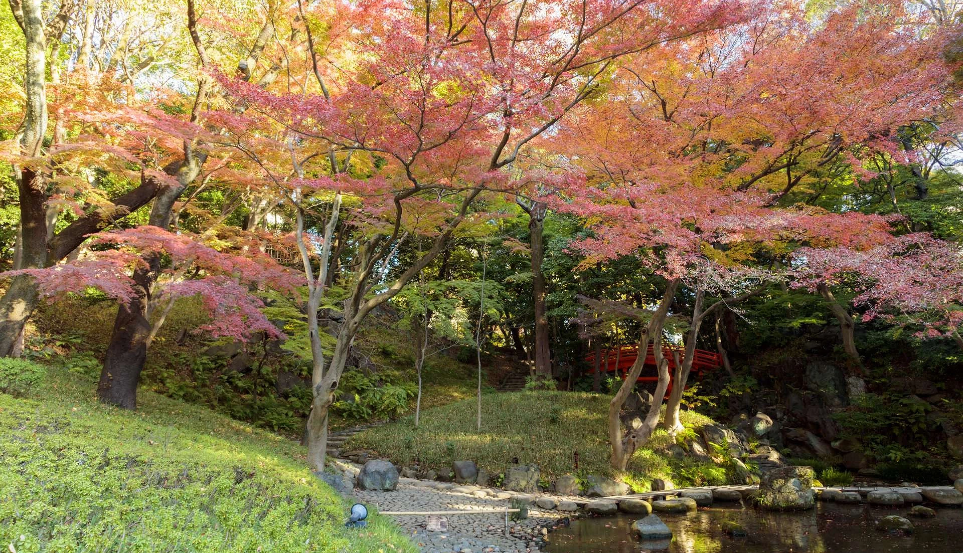 紅色的楓葉樹下,有一個小池塘