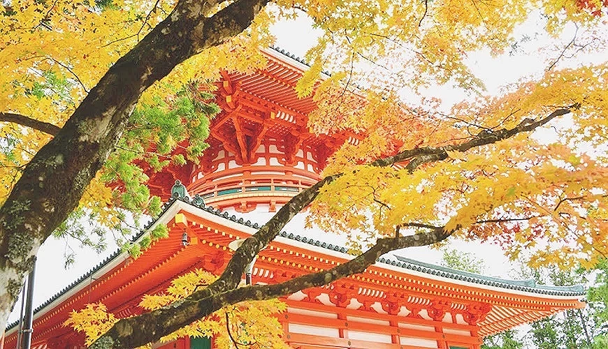 橘紅色寶塔矗立於楓樹之間